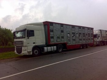 В Тюменскую область автотранспортом перевезли породистых коров